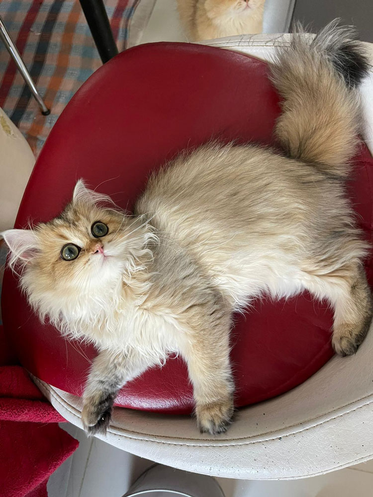 British longhair Lina 3,5 Aylık