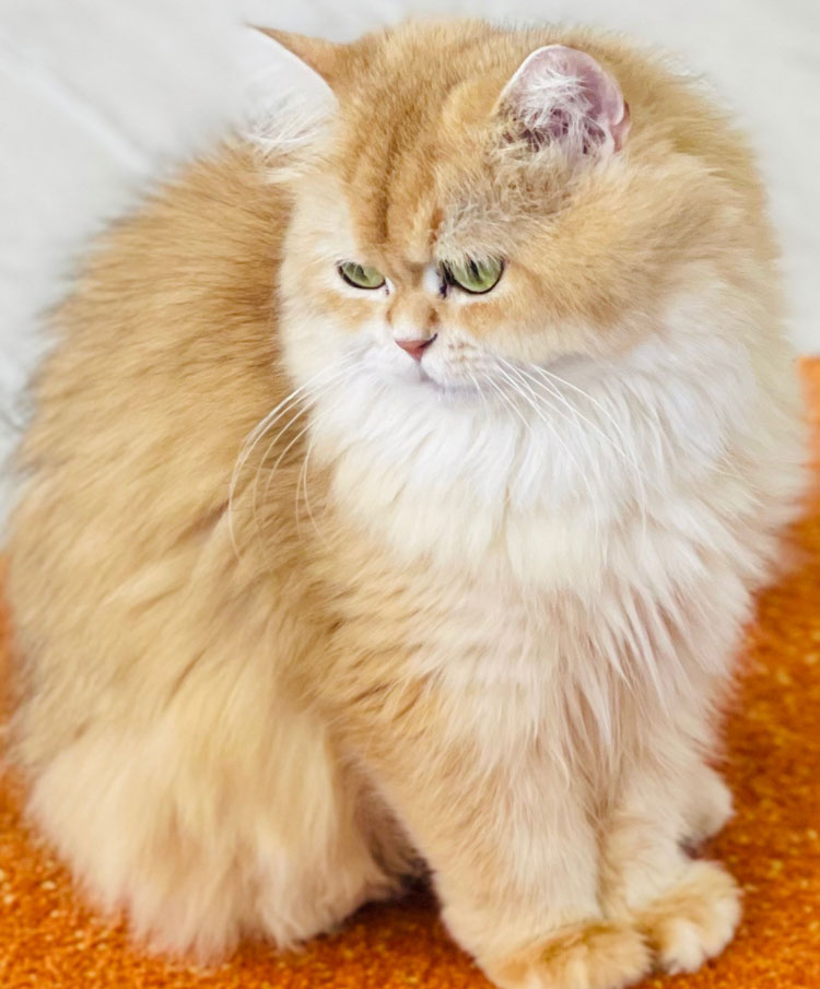 kedi perisi cattery-kedi perisi aurora.british longhair.