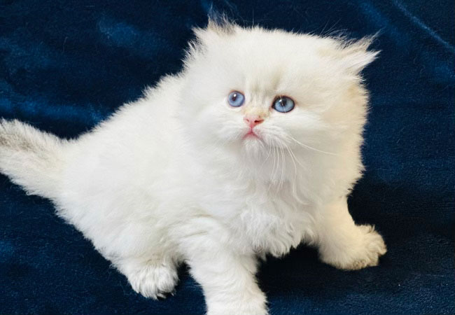 KEDİM OLSA british longhair SİLVER NS12 ERKEK archı