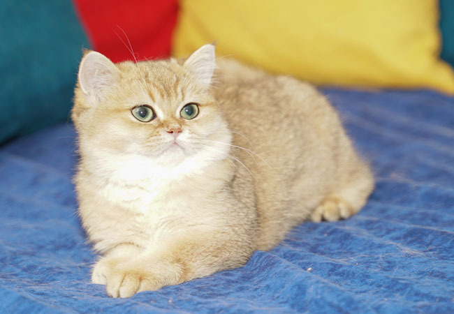 kedim olsa fluffy-british shorthair