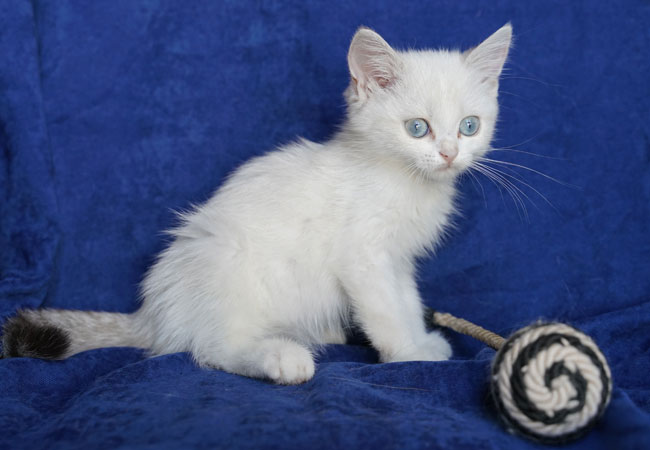 KEDIM OLSA-sassy-BRITISH SHORTHAIR