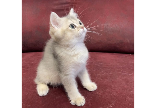 KEDIM OLSA-SMOKEY-BRITISH SHORTHAIR