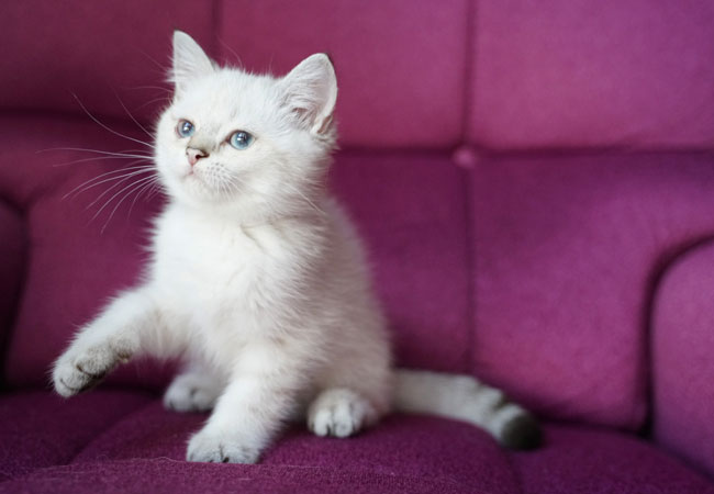 KEDIM OLSA-snowy-BRITISH SHORTHAIR