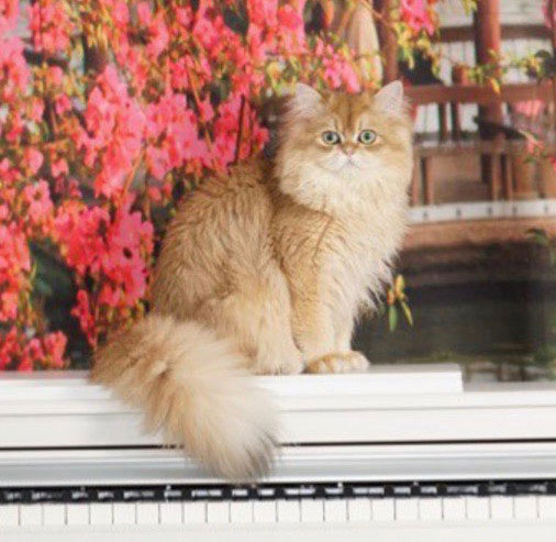 petits vilains alvin-british longhair