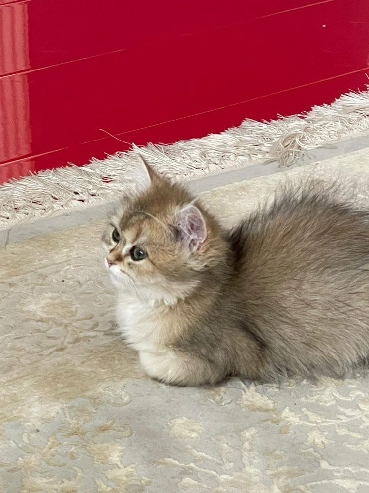 Scottish Straight Shorthair Görünümlü Dişi Yavru