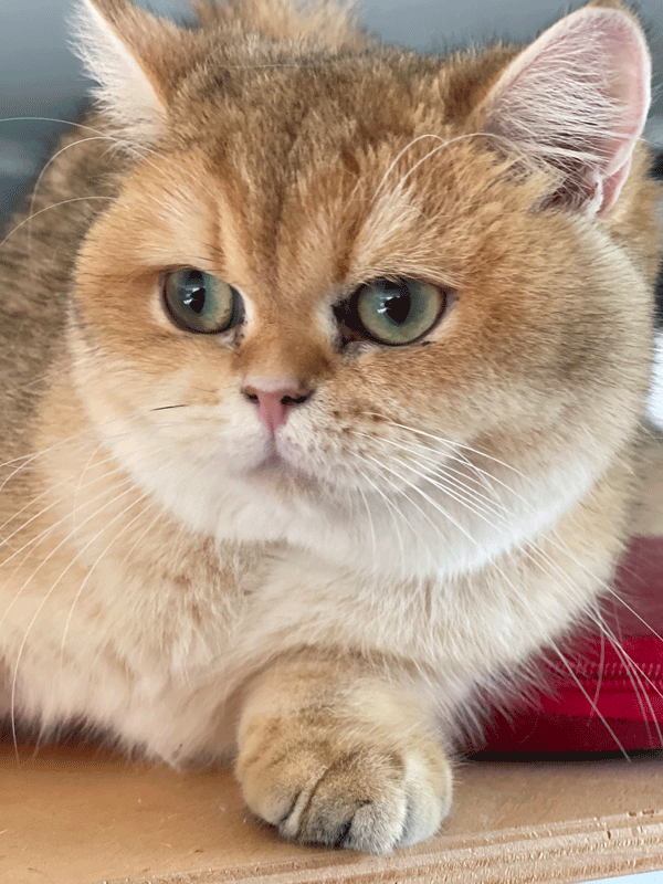 Коротконогие кошки манчкины: происхождение, описание породы, особенности разведения
