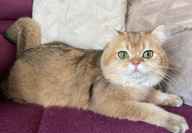 Sezarion – British Shorthair