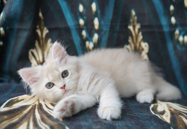 Cattery Saşa – British Longhair