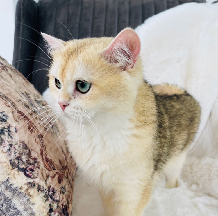 Absolu Linda - British Shorthair