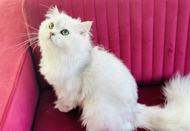 Cattery British Longhair Silver Orion