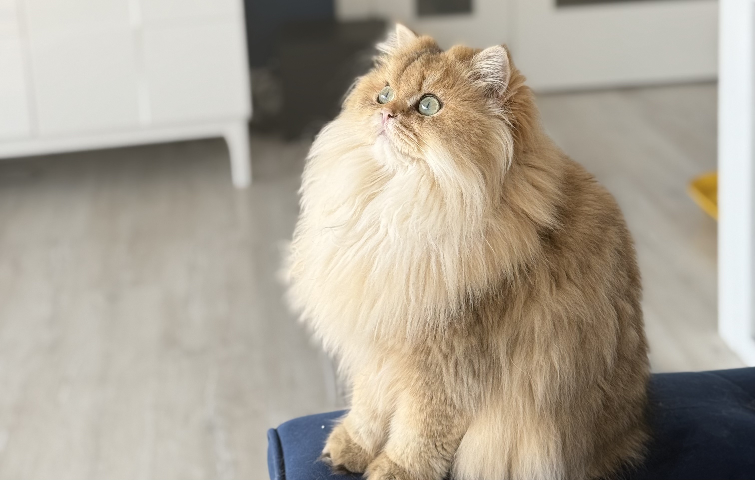 Lidea – KedimOlsa Cattery