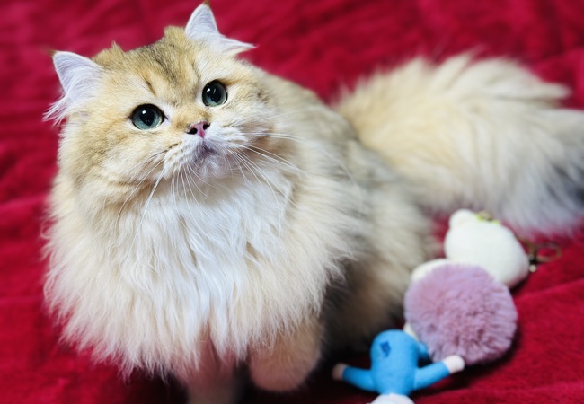 Hera – British Longhair