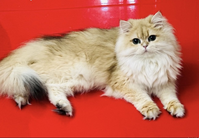 Cattery Aglea