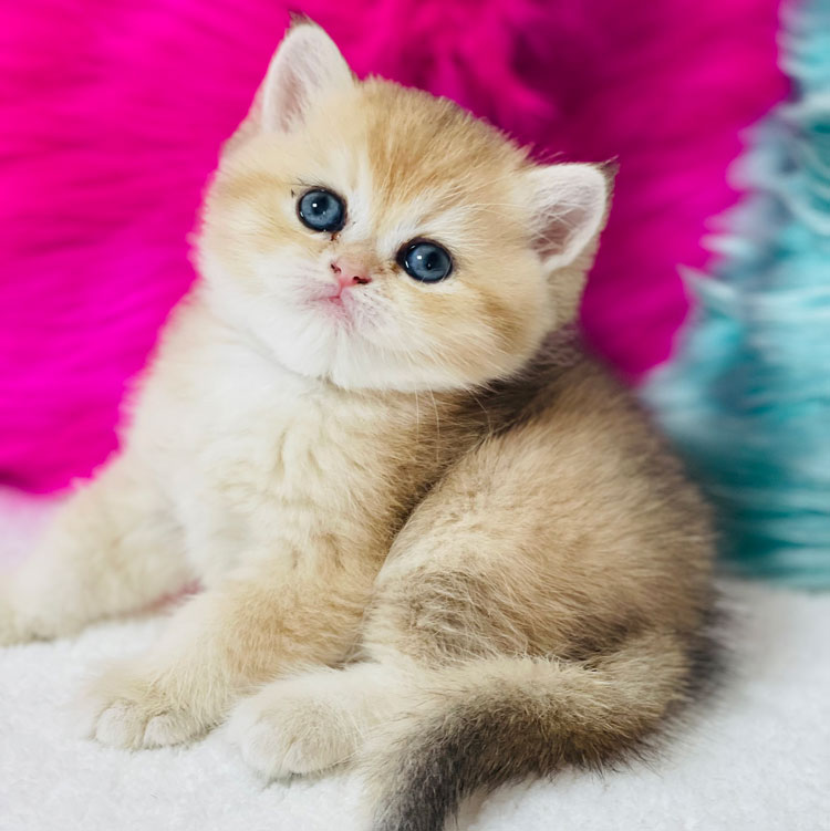 Kedim Olsa Axel - British Shorthair