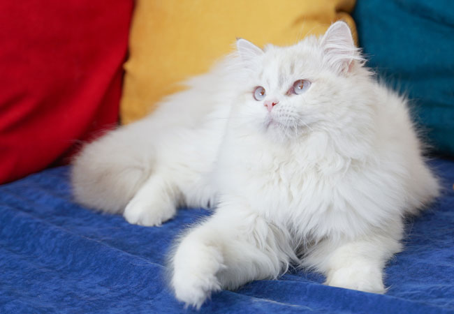 Worthybri Army – British Longhair