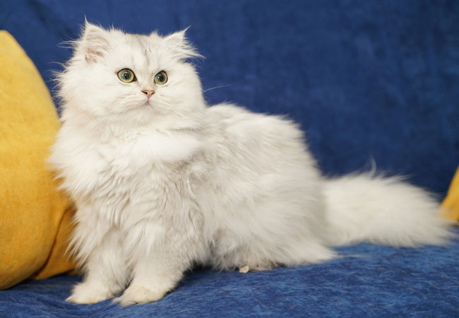 Elissa – British Longhair