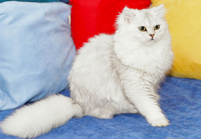 Kordelya – British Longhair