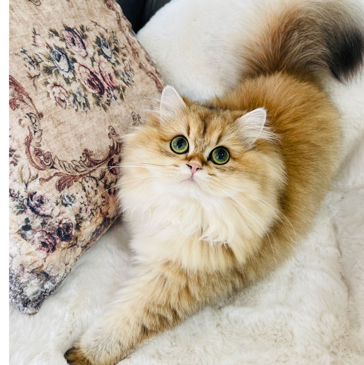 Elsa – British Longhair