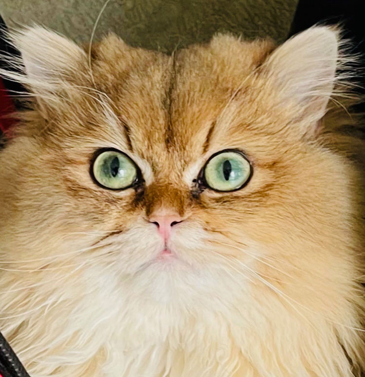 Petits Vilains Lexy – British Longhair