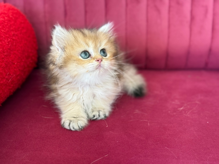 Elsa