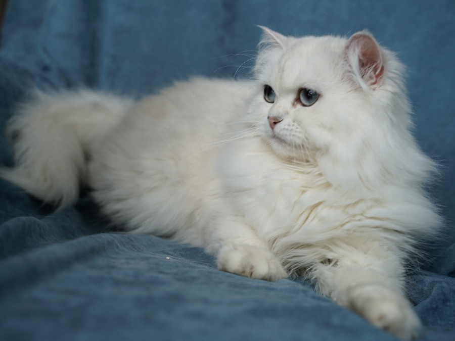 BELKA