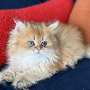 Cattery – British Longhair