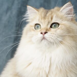 Cattery Libyssa – British Longhair