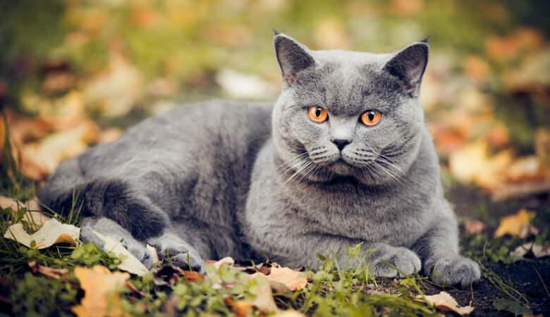 Kediler Temas Sever Mi?