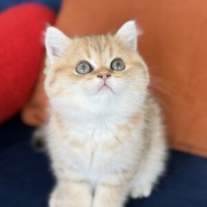 Laurel Cattery - British Shorthair Dişi