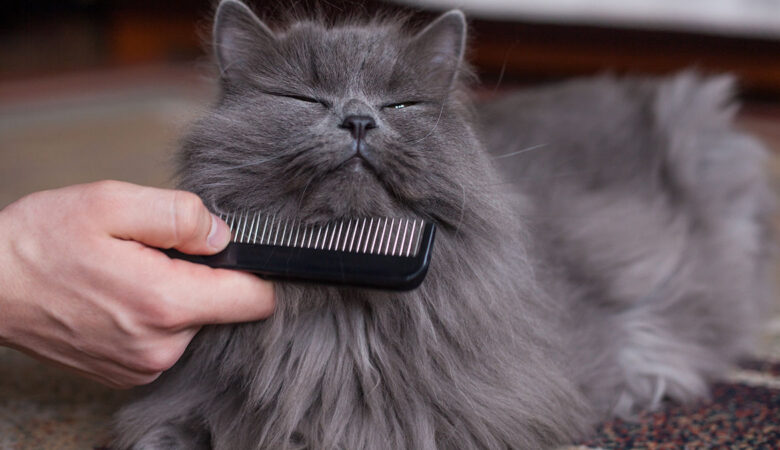 2025 yılı British Shorthair Kedi Fiyatı