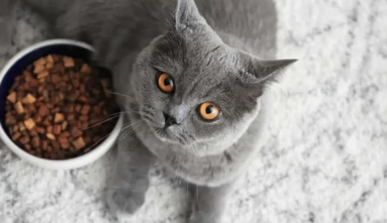 kedi sahibi olmalı mıyım?