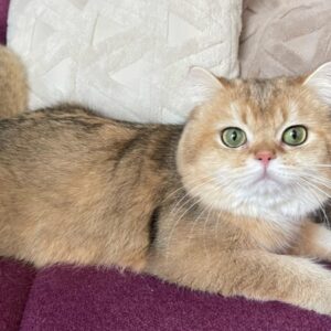 Sezarion – British Shorthair