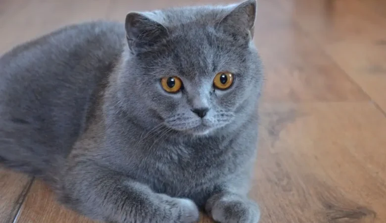 Kedilerin Bakımında Dikkat Edilmesi Gerekenler