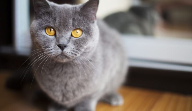 kedi hastalıkları nelerdir?