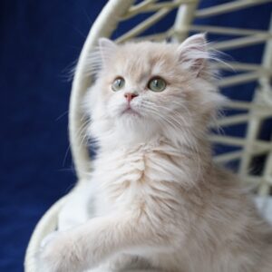 Cattery Malena – British Longhair