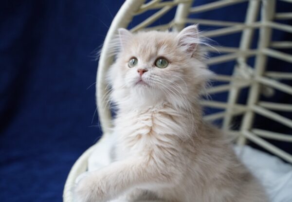 Cattery Malena – British Longhair