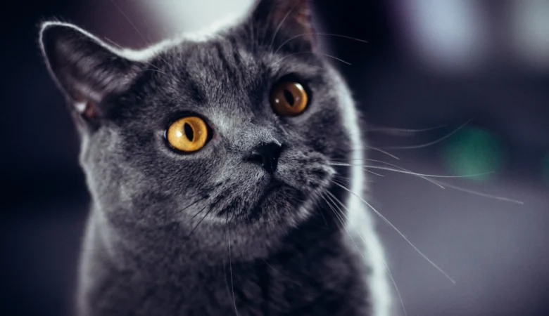 kedi sahiplenme sürecinde bilinecekler