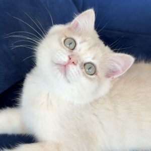 Cattery Cedric – British Shorthair