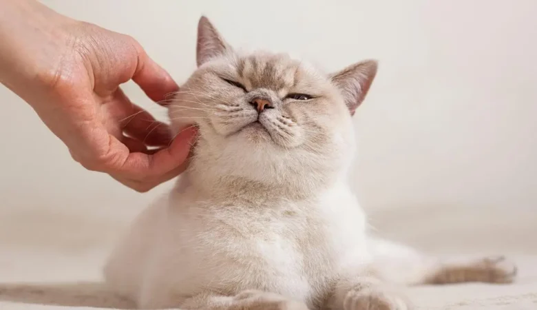 kedi kumu tercihini etkileyen faktörler