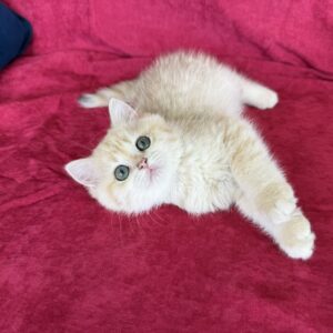 Cattery Caily – British Shorthair