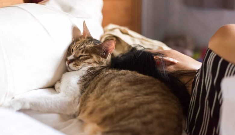 Kedi kuyruklarının özellikleri nelerdir?