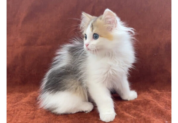 Nova - British Longhair