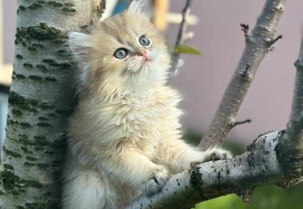 Bonnie – British Longhair NY12 Erkek
