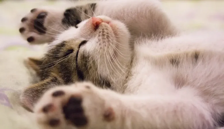 Yavru Kedi Bakımının Püf Noktaları