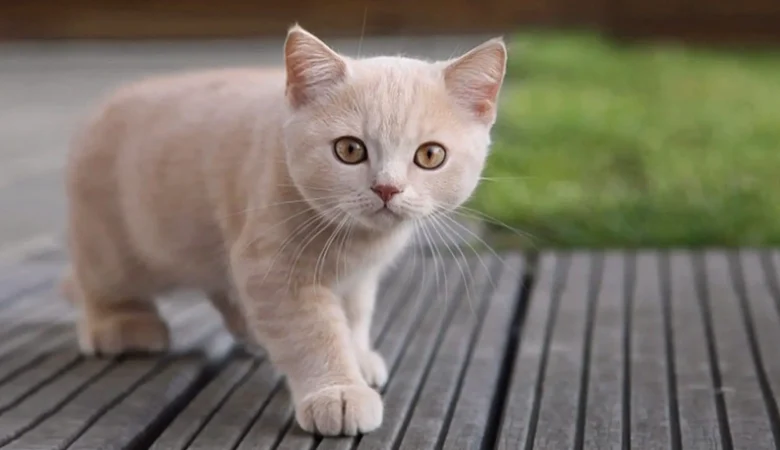 Kedimi Nasıl Beslemeliyim?