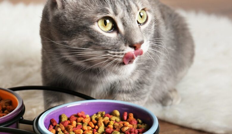 Kedi Bakımının Önemli Noktaları