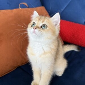 Cattery Golden - British Shorthair