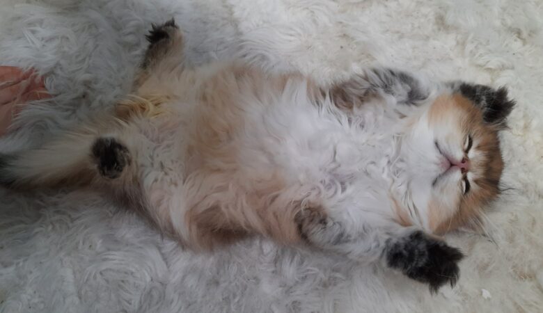 British Shorthair Kedi Özellikleri Nelerdir?