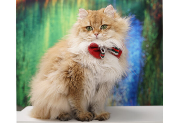 Verso Eretra – British Longhair - Görsel 5