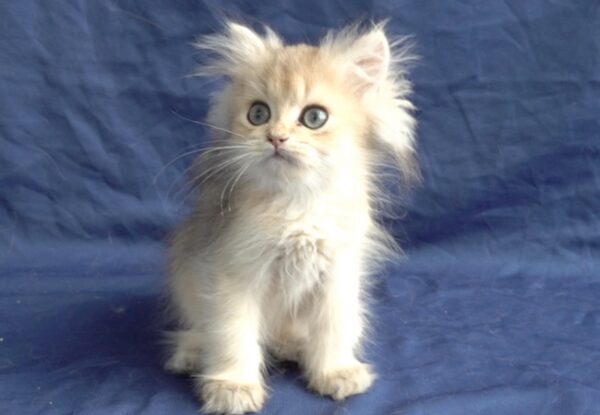 Cattery Didar – British Longhair